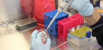 диагностика стафилококка