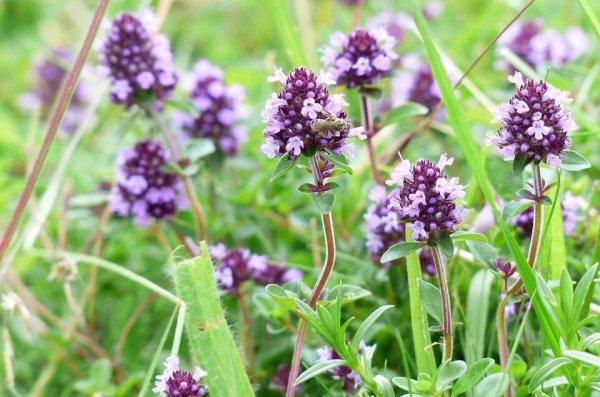 Чабрец при бееменности