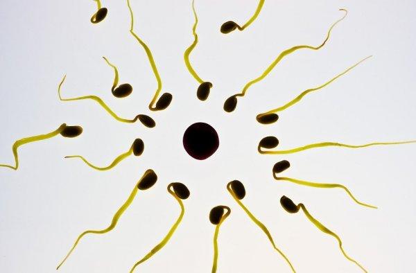 Что влияет на зачатие